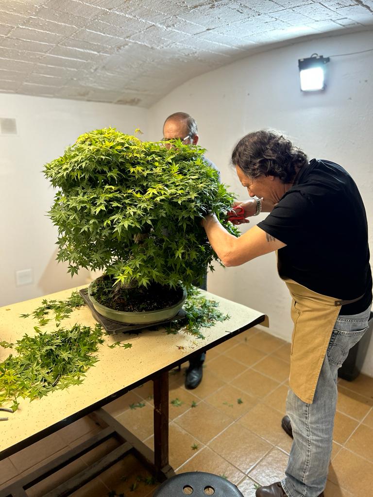 Poda de bonsái en curso en EgarBonsai