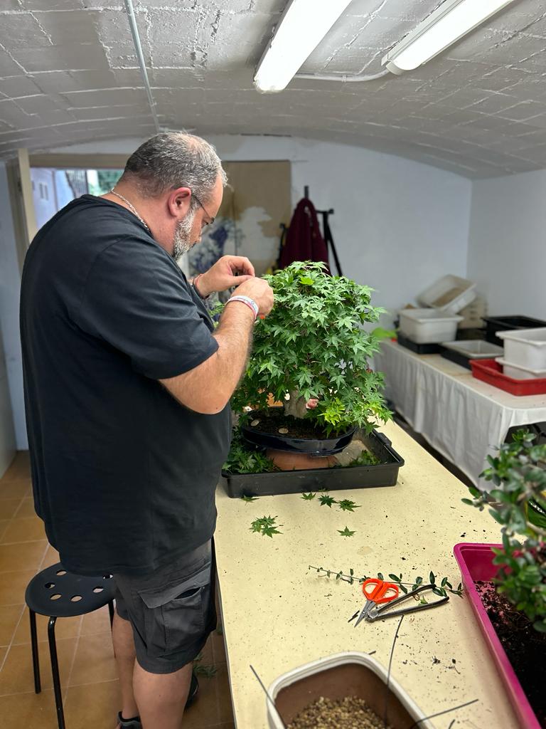Poda de bonsái en curso en EgarBonsai